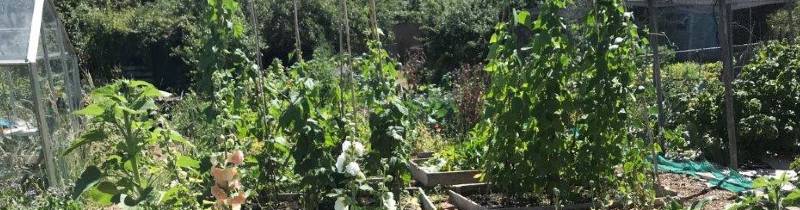 Bovingdon Avenue allotment