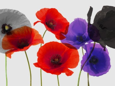 Illustrated red, purple and grey poppies on a grey background