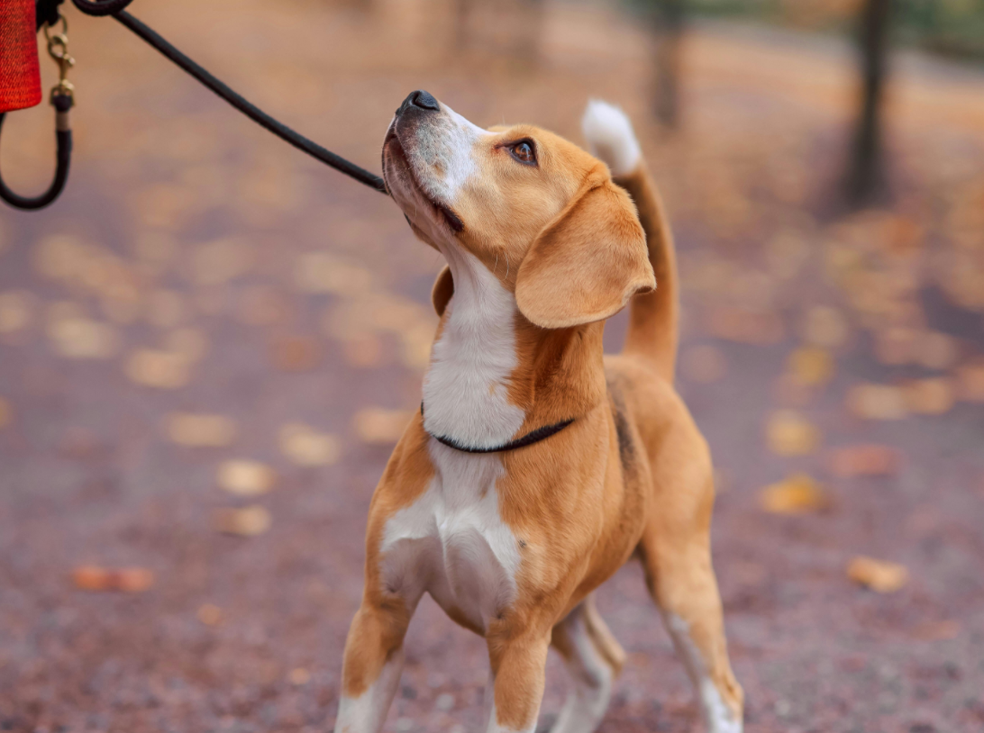 dog on lead 4 to 3 ratio