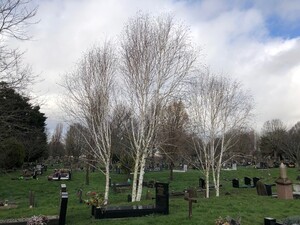 Willesden New Cemetery