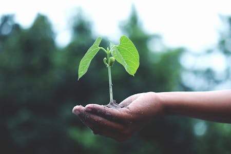 image of a child's hand holding a plant 